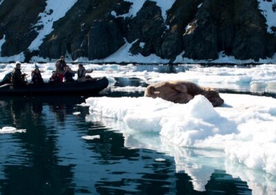 Zodiac mit Expeditionsgästen beobachtet ein Walross auf einer Eisscholle vor Felswänden