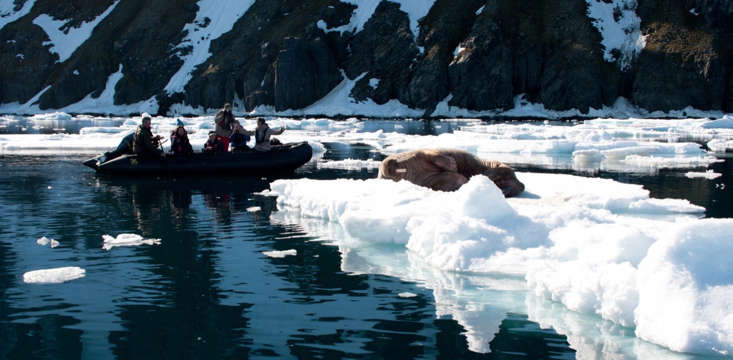 Zodiac mit Expeditionsgästen beobachtet ein Walross auf einer Eisscholle vor Felswänden