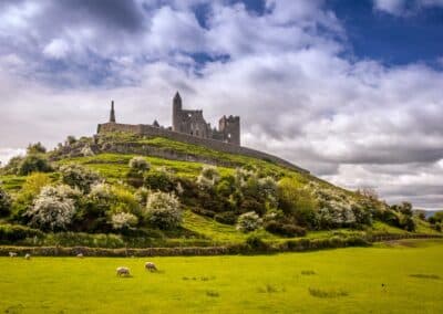 Rock Of Cashel Sunny Sheep