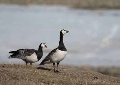 Weißwangengänse in der Tundra Nord-Spitzbergens