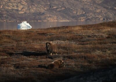 Zwei Moschusochsen auf Tundra mit Eisberg im Fjord-Hintergrund