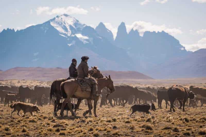 Gauchos treiben eine Viehherde durch die Steppe vor dem Torres del Paine