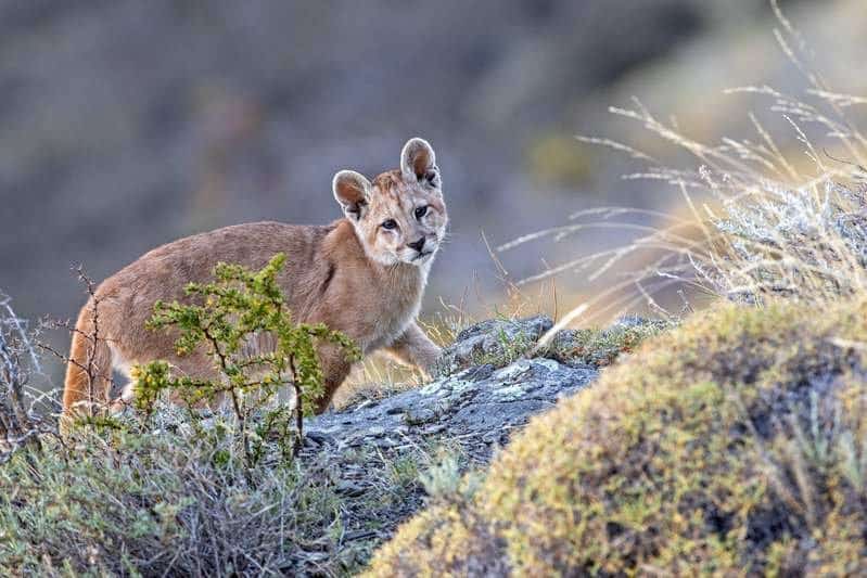 Ein Puma in der patagonischen Steppe