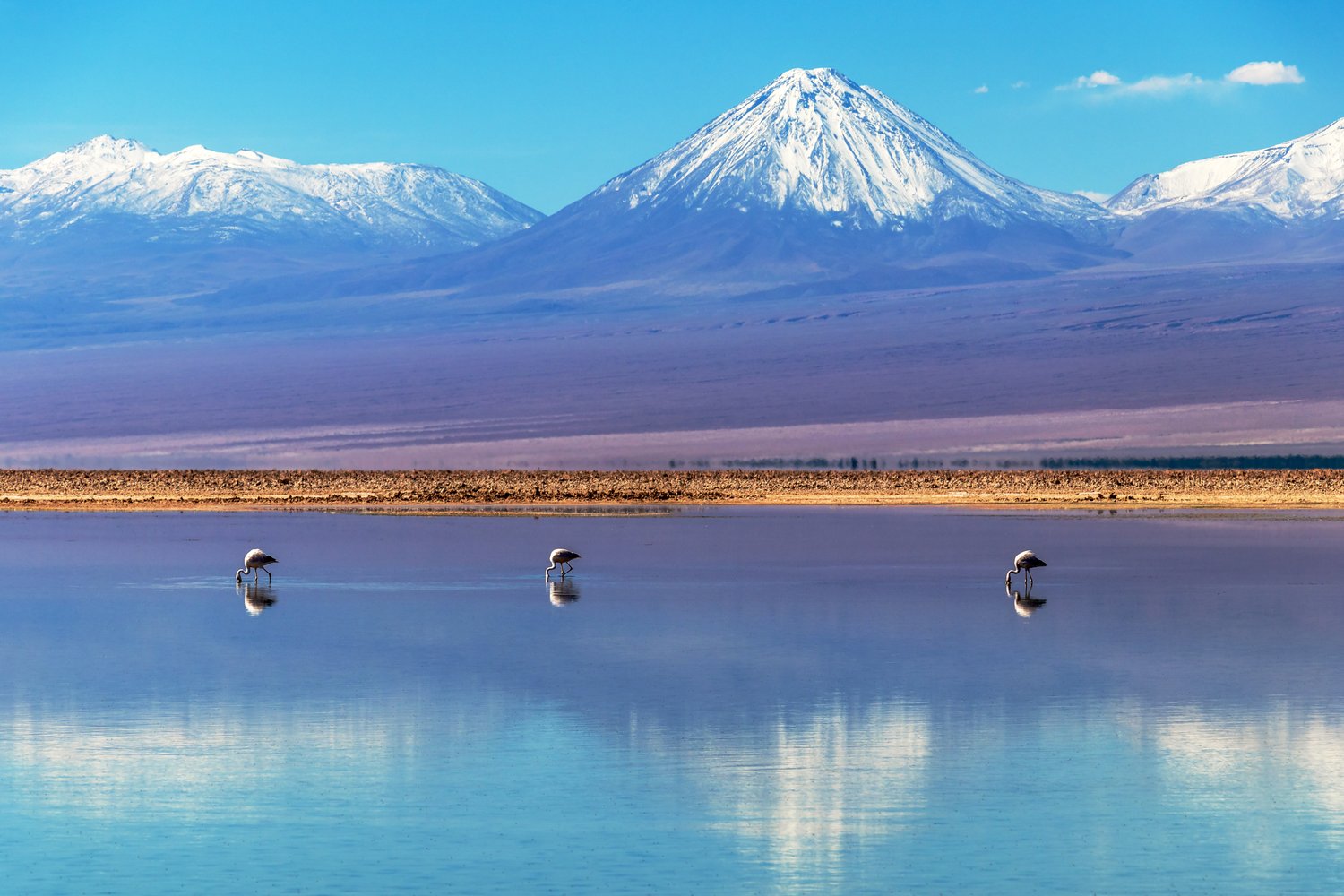 Flamingos in der Chaxa-Lagune im Salar de Atacama