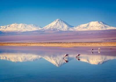Flamingos in der Laguna Chaxa vor dem Licancabur-Vulkan in der Atacama