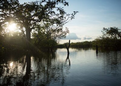 Sonnenlicht im überfluteten Wald des Amazonas