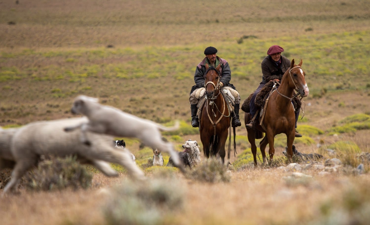 Zwei Gauchos reiten durch die sommerliche Steppe Patagoniens
