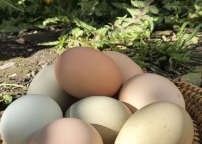 Frische Eier aus der Huerta