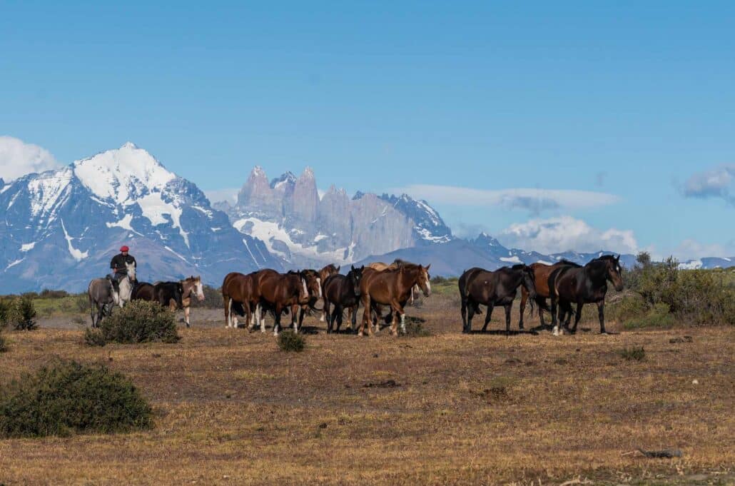 Gaucho treibt eine Pferdeherde vor dem Massiv des Torres del Paine