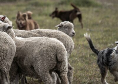 Hütehunde treiben die Schafherde