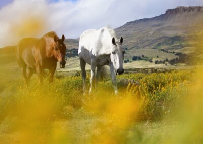 Patagonische Pferde auf einer sommerlichen Weide