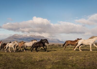 Pferdeherde in der patagonischen Steppe