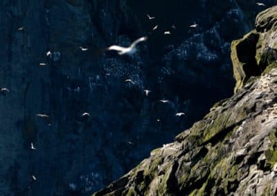 Hohe Vogelklippen mit Seevögeln auf St Kilda