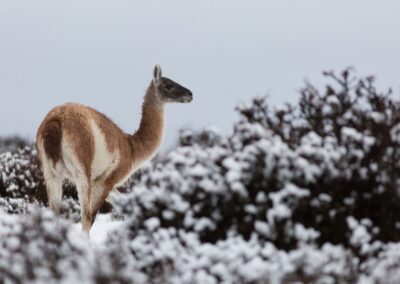 Ein Guanako in der verschneiten Steppe