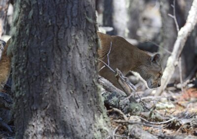 Ein Puma neben einem Baumstamm in der Steppe