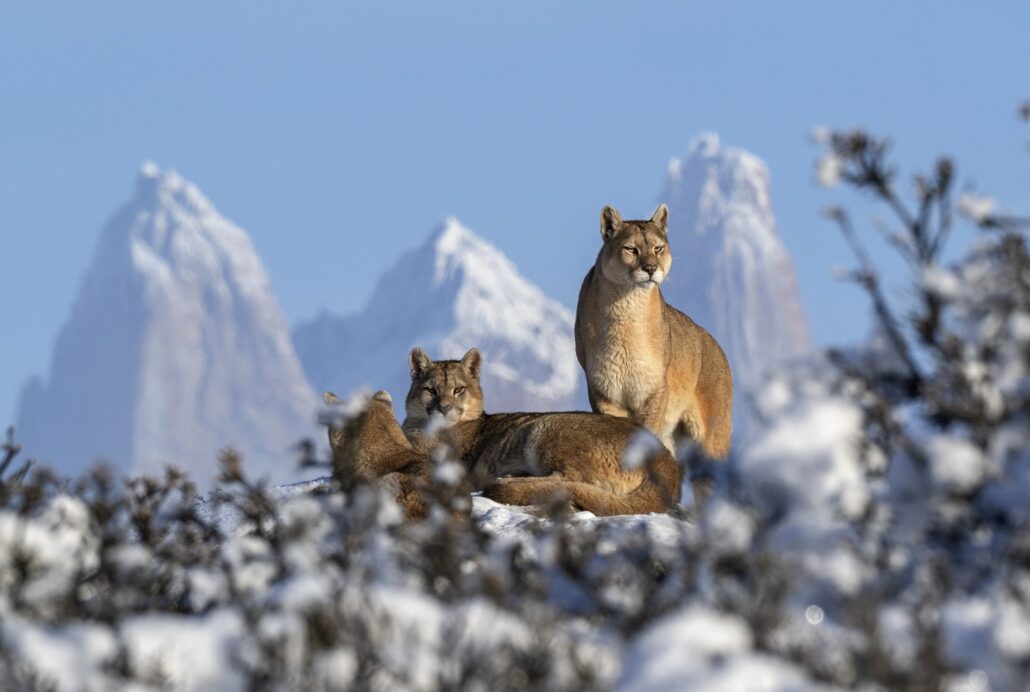 Zwei Pumas im Schnee vor den drei Türmen des Torres del Paine