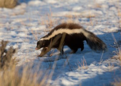Ein Zorrino in der verschneiten patagonischen Steppe