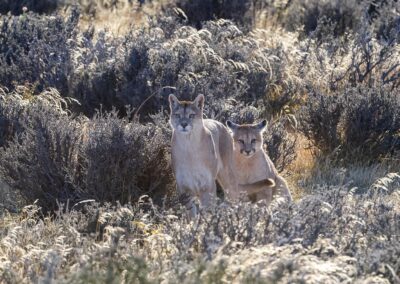 Pumas im Gestrüpp