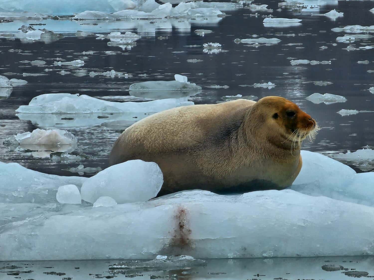 Bearded seal on an ice floe near Kongsbreen, Spitsbergen