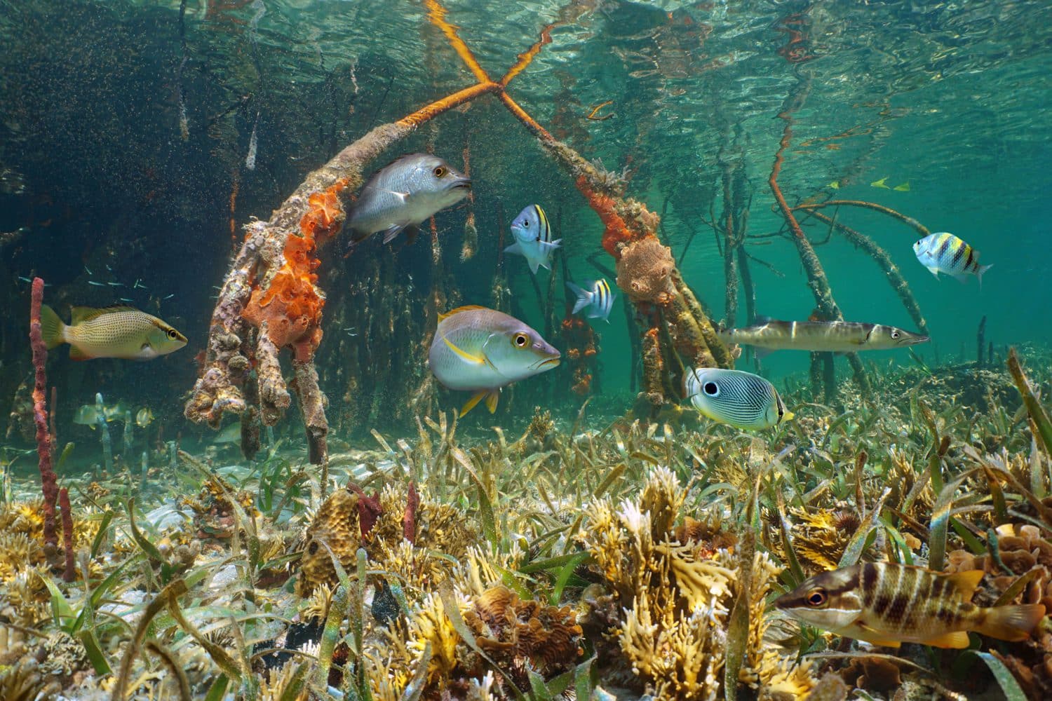 Unterwasseraufnahme von Mangrovenwurzeln mit bunten Rifffischen