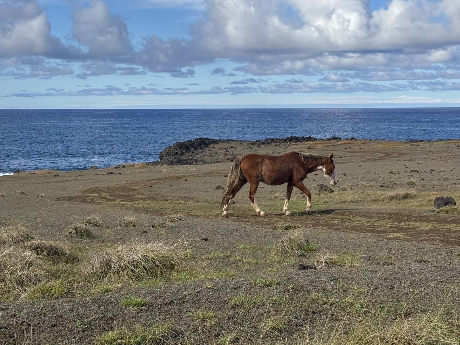 A horse on the coast of Easter Island