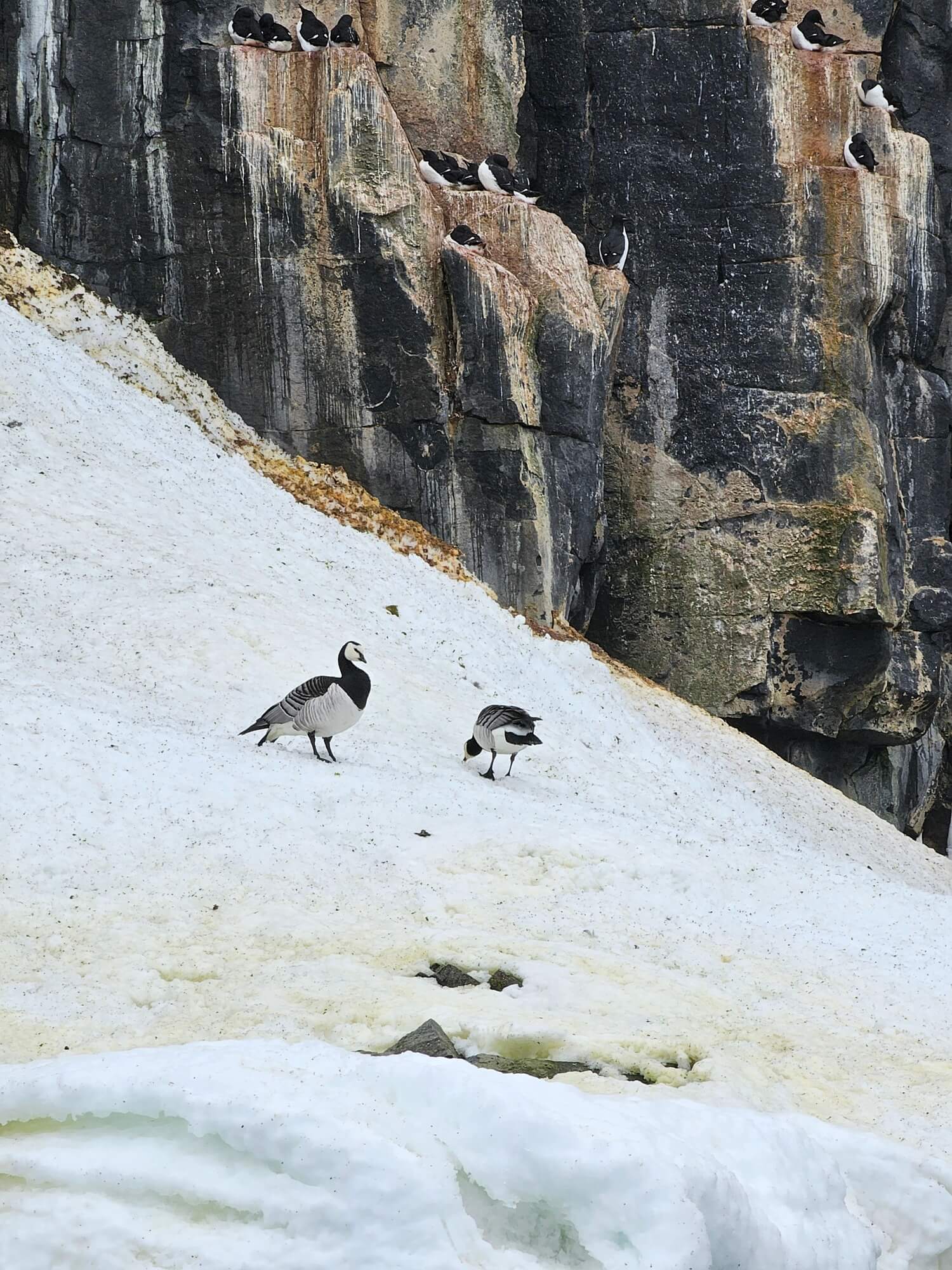 Alkefjellet Bird Cliffs with Ringed Geese in the Snow