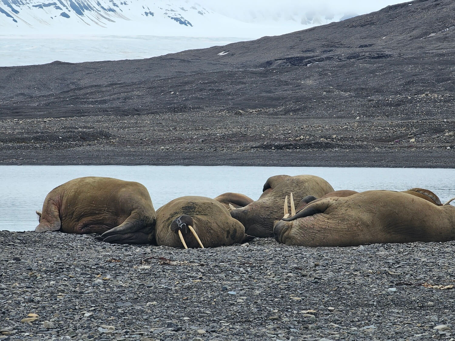 Walrus colony on Borebukta Beach
