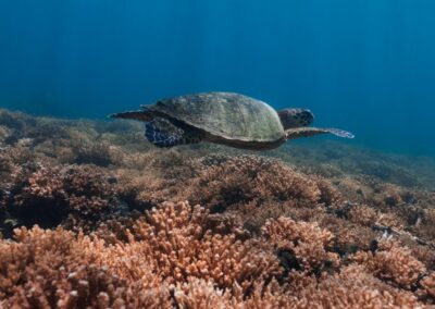 A sea turtle swims over a coral reef