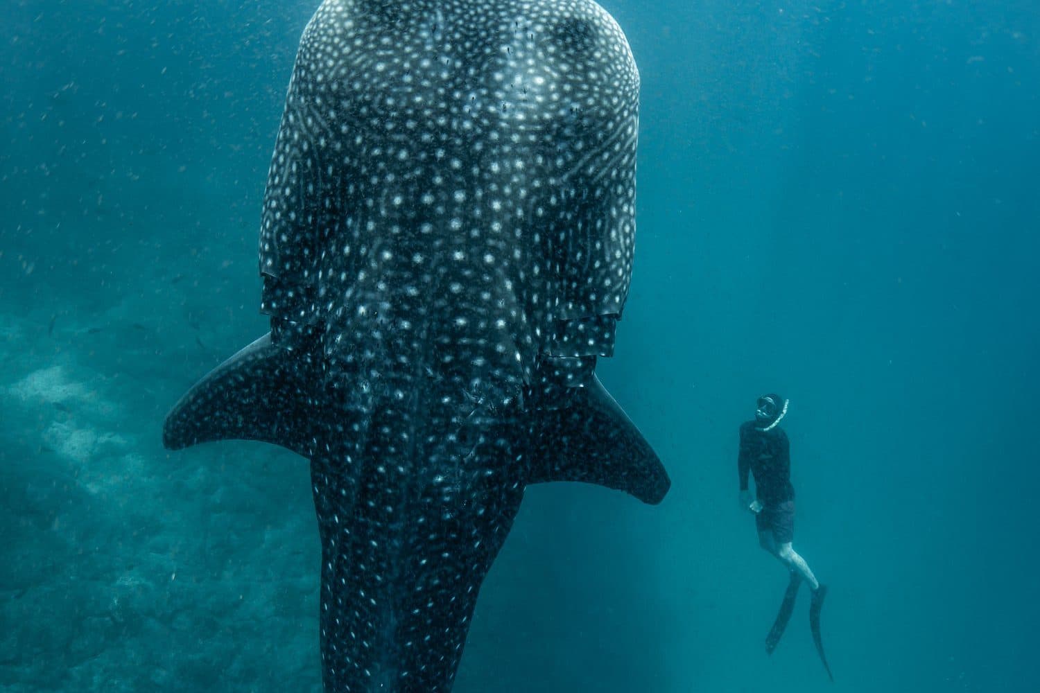 Whale shark with a diver in blue water