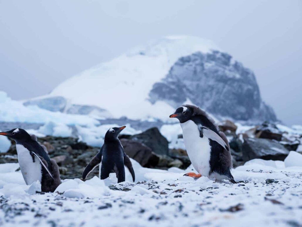 Junge Eselspinguine im Schnee auf Danco-Island