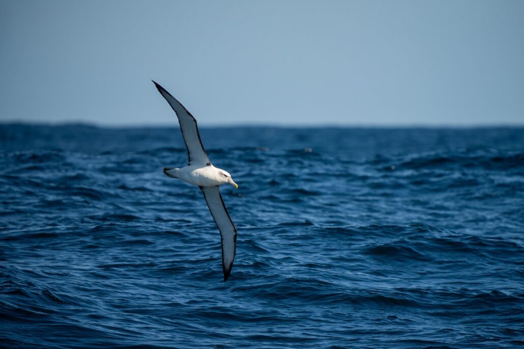 Ein Albatros gleitet dicht über der offenen See