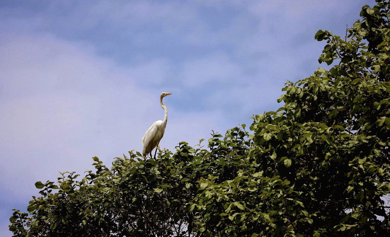 Ein Silberreiher im Uferwald des Río Magdalena A great egret perched in the treetops along the riverbank
