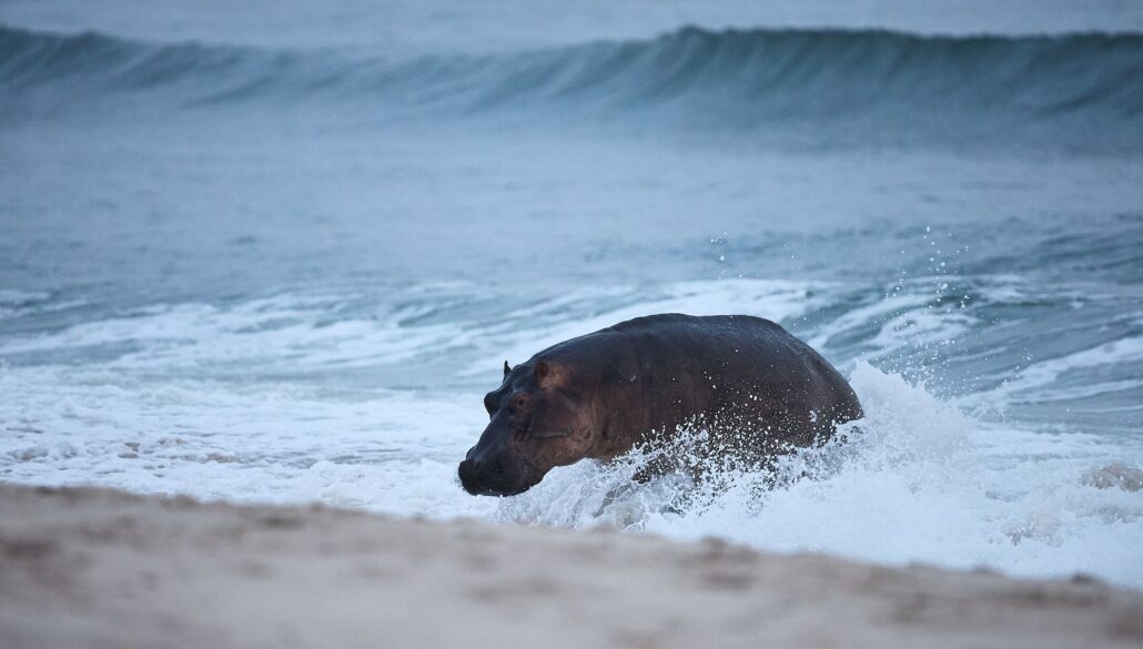 Flusspferd stürmt durch die schäumende Brandung des Atlantiks Richtung Strand