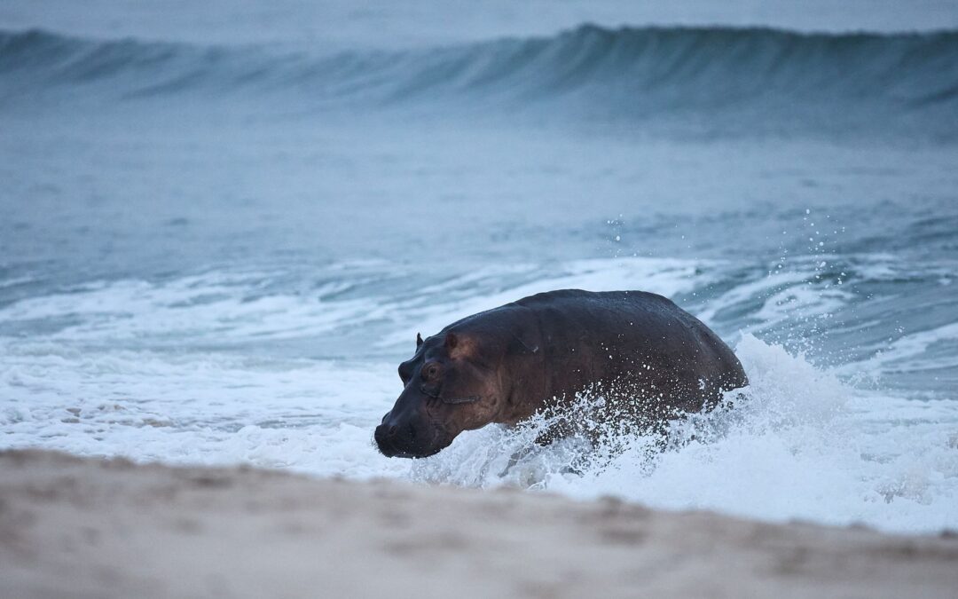 Hippos Surfing Along Gabon's Wild Coast