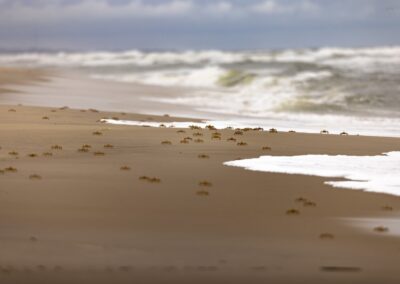 Viele kleine helle Geisterkrabben auf dem Sandstrand vor auflaufender Brandung