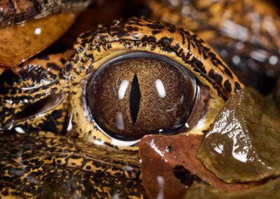 Makroaufnahme eines Krokodilauges mit senkrechter Schlitzpupille