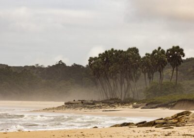 Wilder Sandstrand mit Brandung, Treibholz und hohen Palmen vor Regenwald