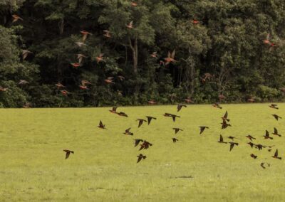 Schwarm Rosenspinte fliegt vor dunkler Regenwaldkante über eine helle Grasebene