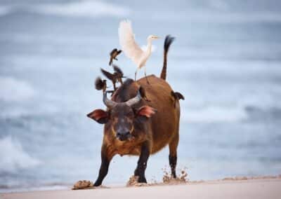 Rotbüffel trabt durch den Sand vor blaugrauem Meer, ein Kuhreiher auf dem Rücken