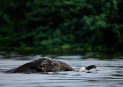 Schwimmender Waldelefant vor dunkelgrüner Uferwand, nur der Kopf über Wasser