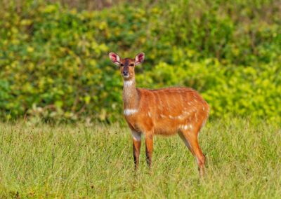 Sitatunga-Weibchen mit weißen Flecken steht frei auf einer Graslichtung