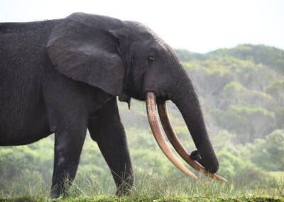 Waldelefant im vollen Seitenprofil mit langen Stoßzähnen auf grüner Grasfläche