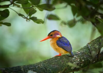 Zwergfischer mit orangefarbener Unterseite und leuchtend blauen Flügeln auf einem bemoosten Ast