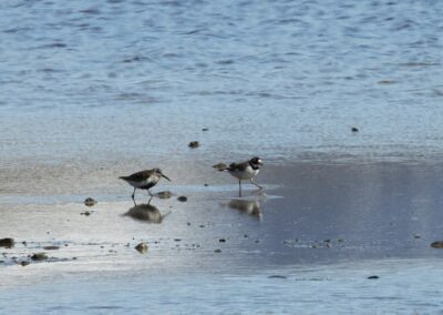 Zwei Watvögel im flachen Wasser am Ufer von Støtt