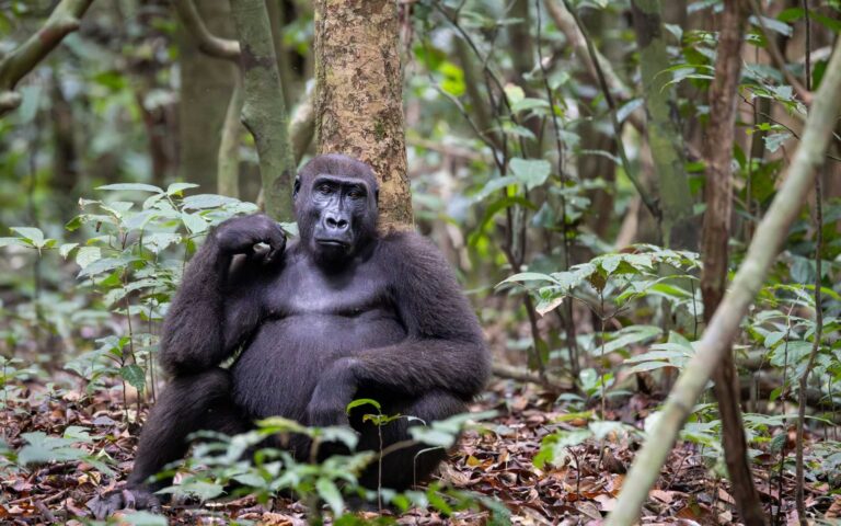 Westlicher Flachlandgorilla sitzt am Stamm eines Baums im Regenwald des Loango-Nationalparks, Gabun