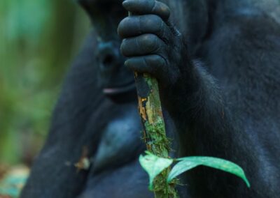 The hand of a western lowland gorilla wraps around a moss-covered tree trunk; the face behind it is softly blurred