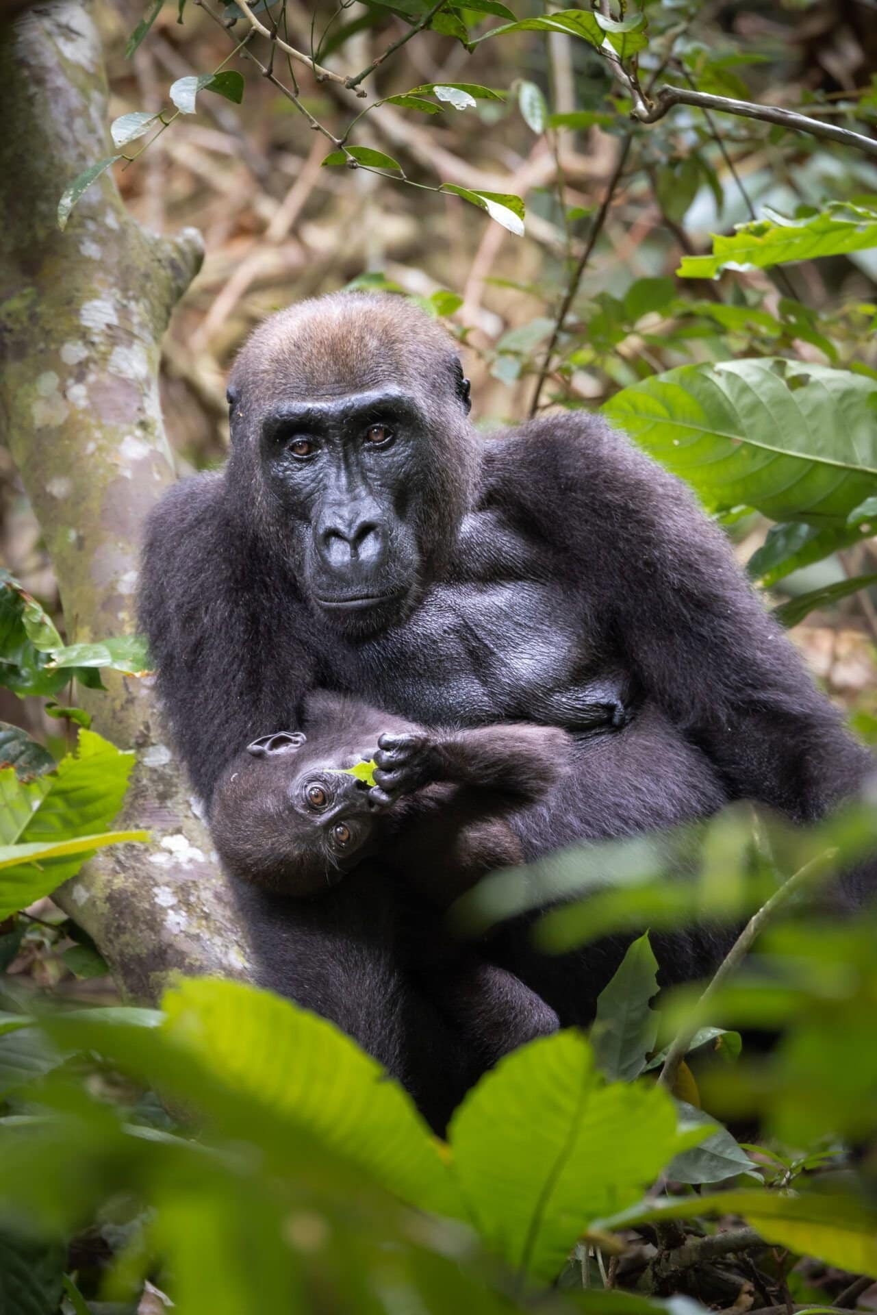 Eine Gorillamutter hält ihr Jungtier im Arm Western lowland gorilla, a female holding her young in her arms, in the dense foliage of the rainforest