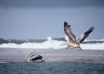 Two pelicans against a choppy surf; one is swimming, the other is taking flight with outstretched wings