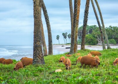A herd of brush-eared pigs among palm tree trunks on the coastal plain, with the surf and a cove behind them
