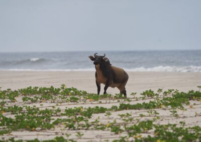 A red buffalo stands on a wide sandy beach facing the Atlantic surf; beach grass is in the foreground